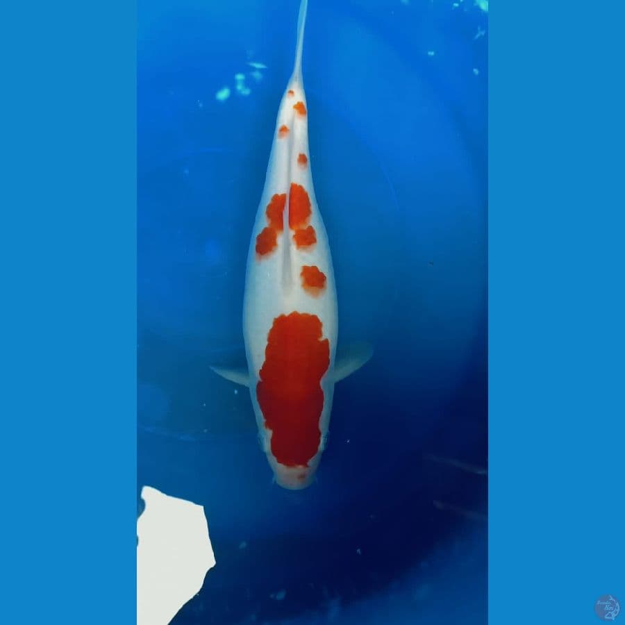 kohaku 29cm