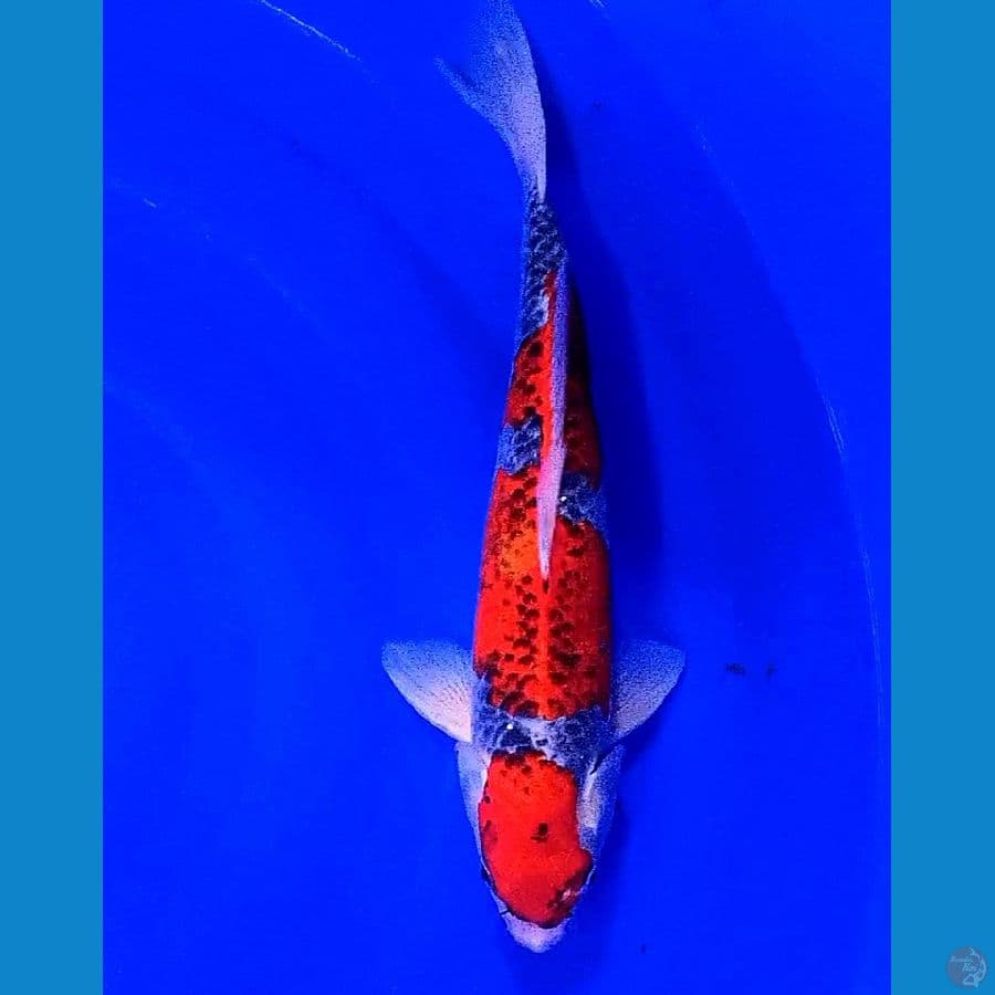 kuro goshiki red strong male 37 cm