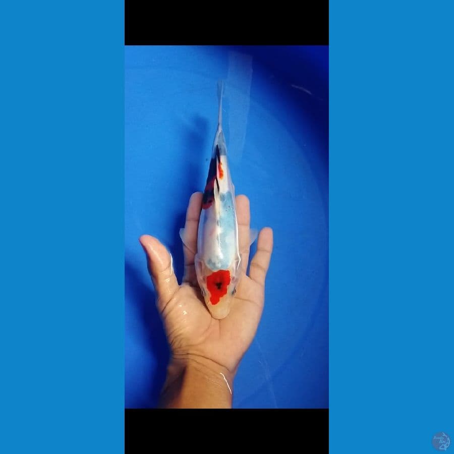 showa doitsu murni 23 cm