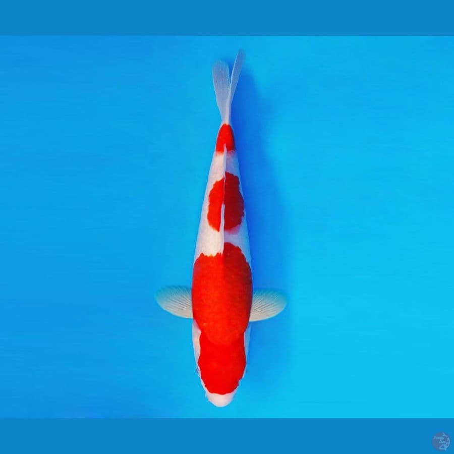SAITAMA ARENA 9 ~ Kohaku 35 cm/male ™