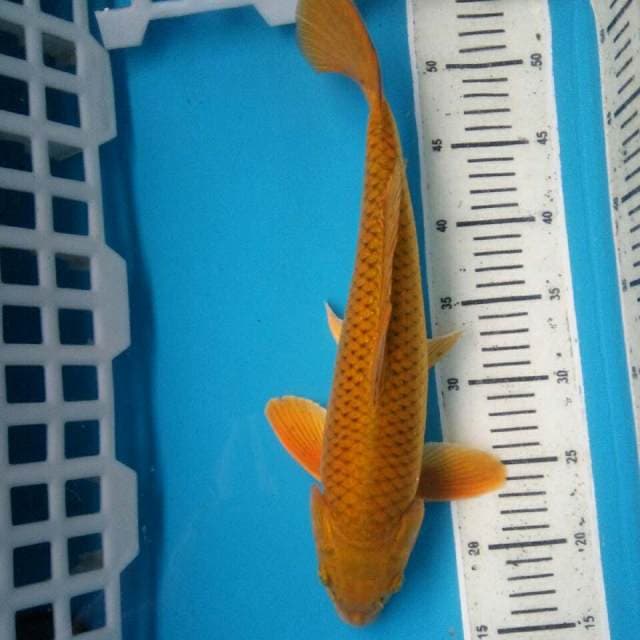 Penjinak kolam