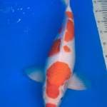 Kohaku kuchibeni SUPER 47cm Male