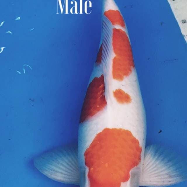 Kohaku kuchibeni SUPER 47cm Male