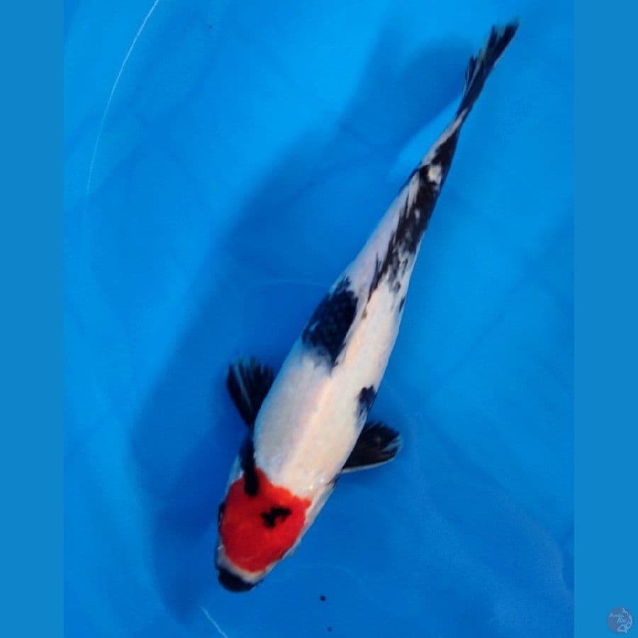 Tancho showa 26cm