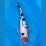 Tanxho showa 31cm