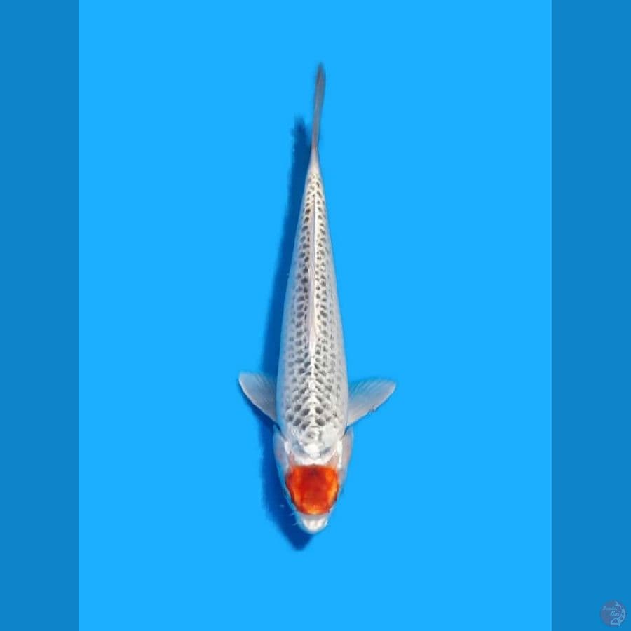 Tancho Ghosiki 30 Cm (Male)