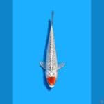 Tancho Ghosiki 30 Cm (Male)