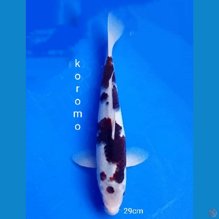 Koromo