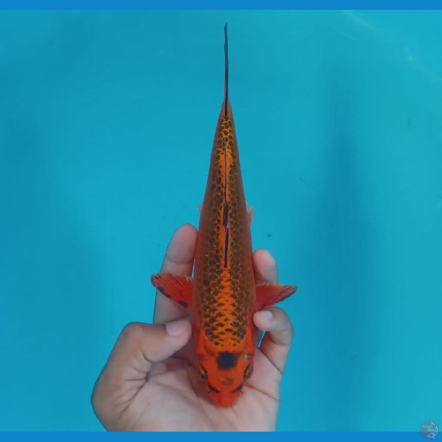 NIYAMA - AKA MATSUBA 21CM