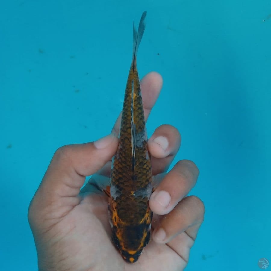 NIYAMA - BENI GINGGA A 15CM