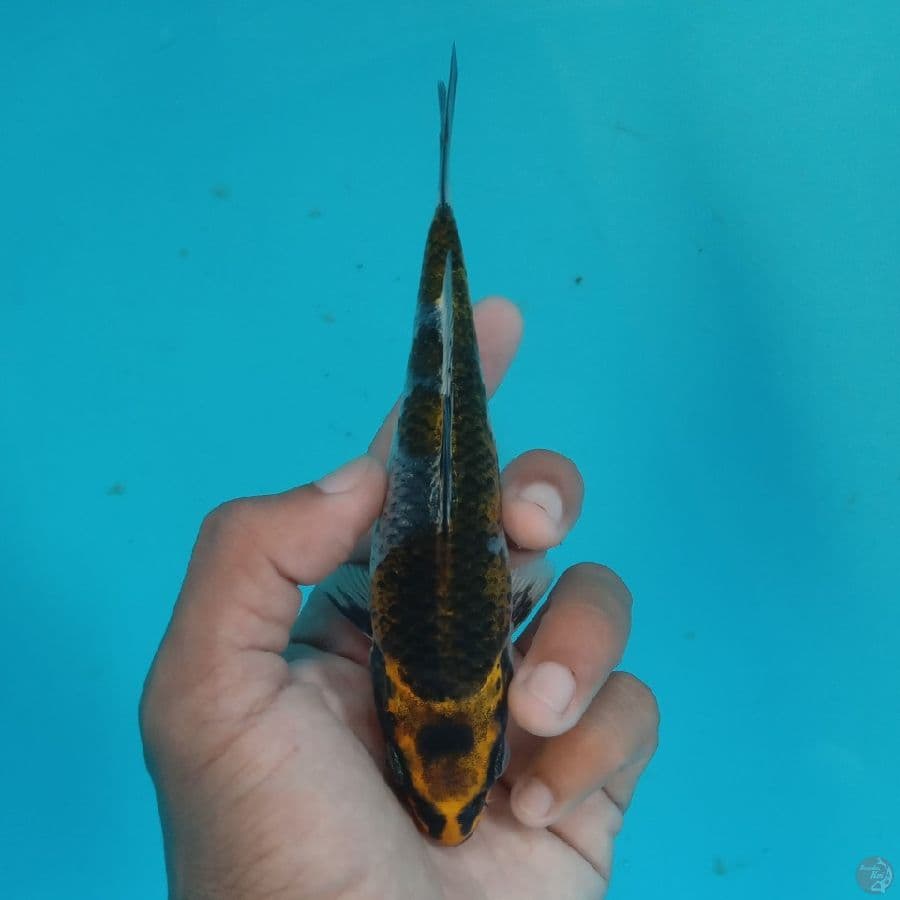 NIYAMA - BENI GINGGA C 15CM