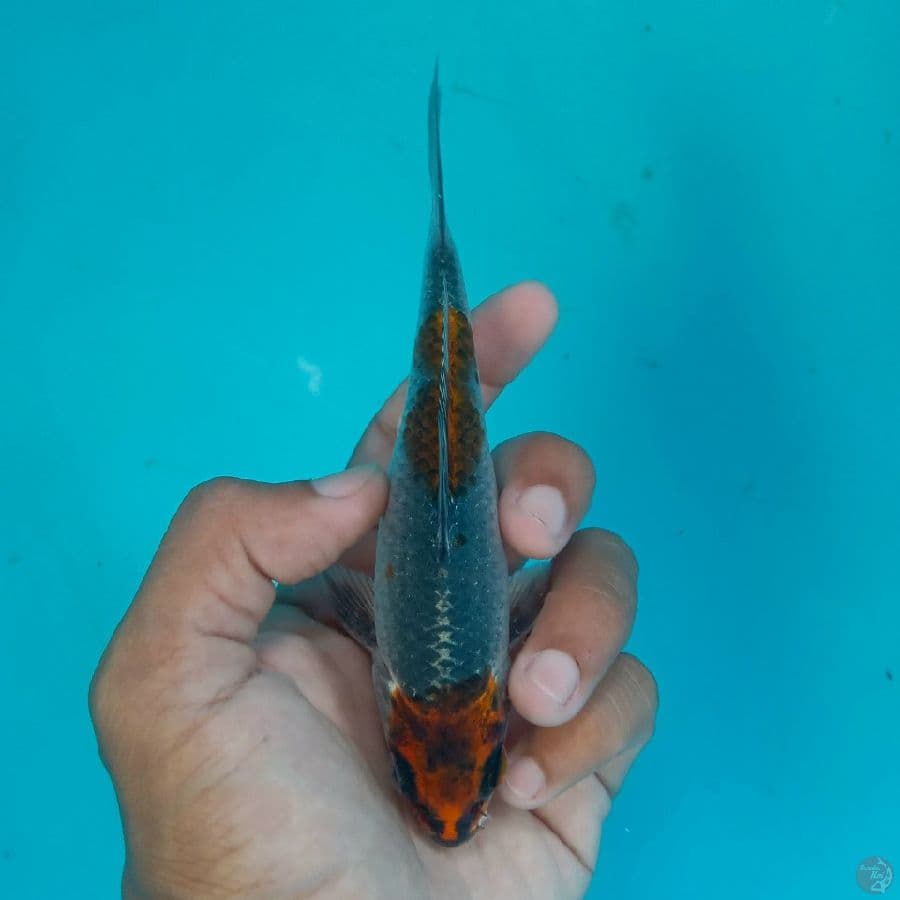 NIYAMA - BENI GINGGA F 14CM