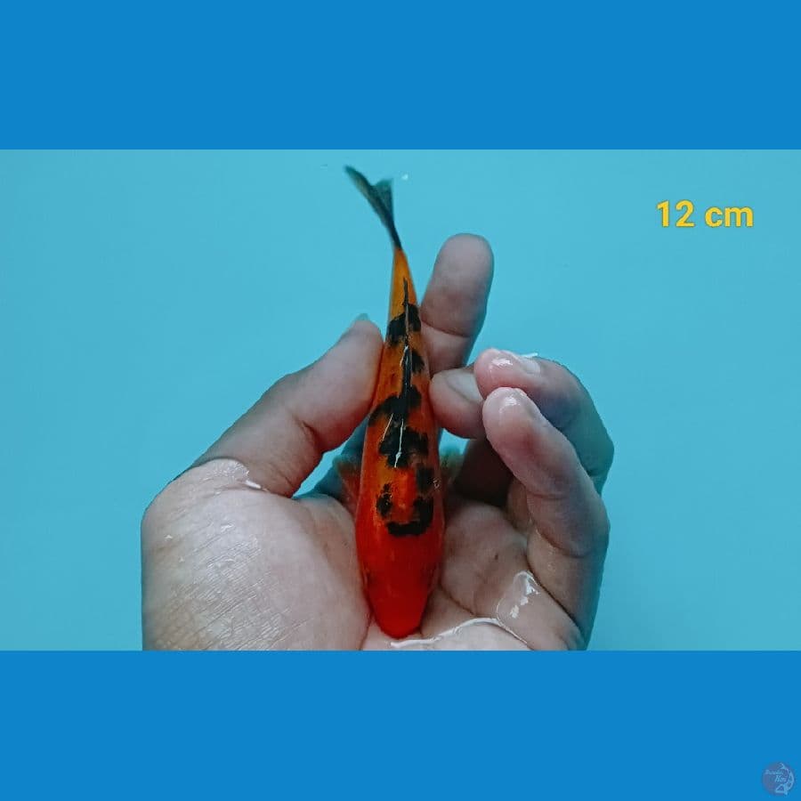 aka bekko 12 cm