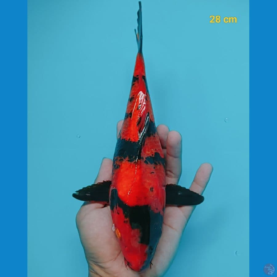 Utsuri 28 cm