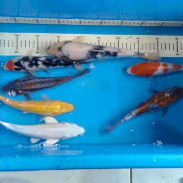 Mix komplit 20-28cm