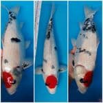 Tc. Showa F48cm