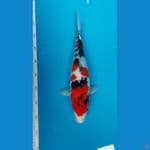 Showa F38cm