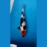 Tc. Showa F49cm