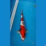 Jantan Showa 50Cm