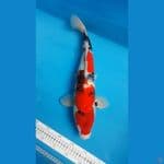 Showa F48cm