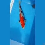 Showa F45cm