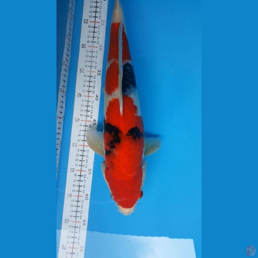 Shwa F45cm