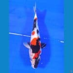 showa 20cm