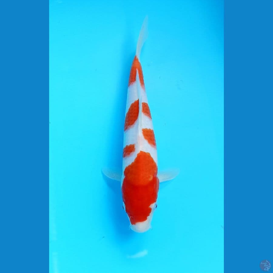 Kohaku 26cm