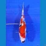 showa 22cm