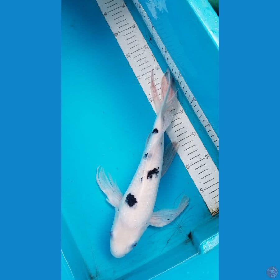 shiro kumpay 36cm