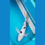 shiro kumpay 36cm