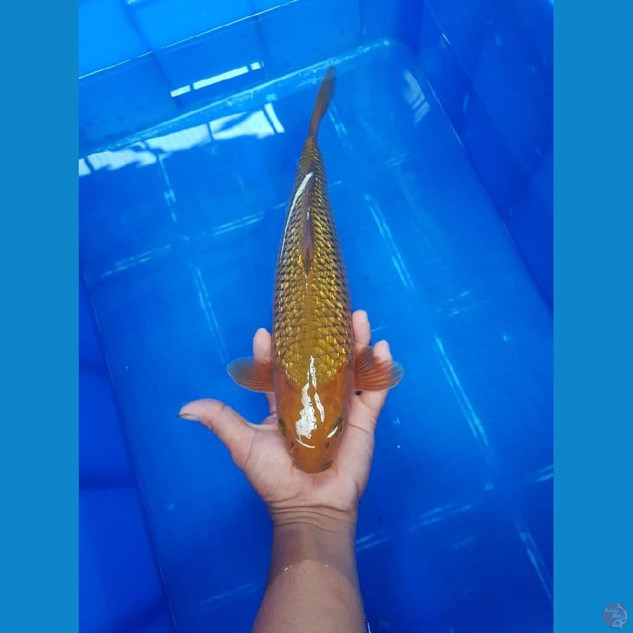 chagoi Ginrin 31 cm
