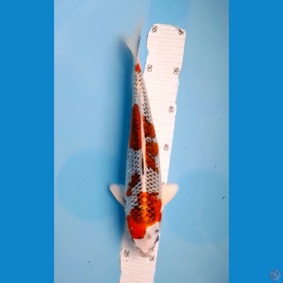 Kujaku 26cm (F)