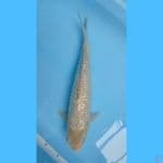 Soragoi Ginrin 45cm