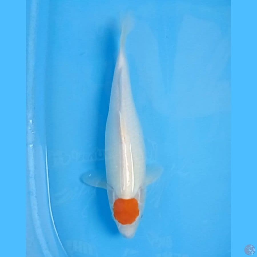 Tanco AKF 41cm