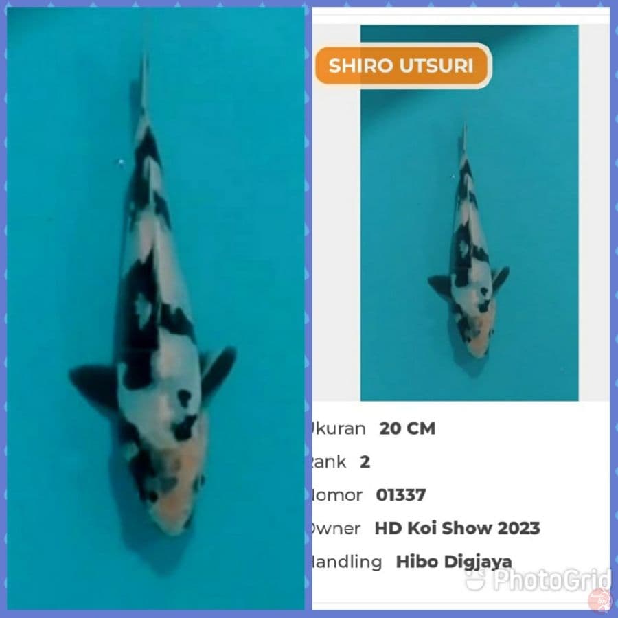 Shiro Doit Serti Juara 2