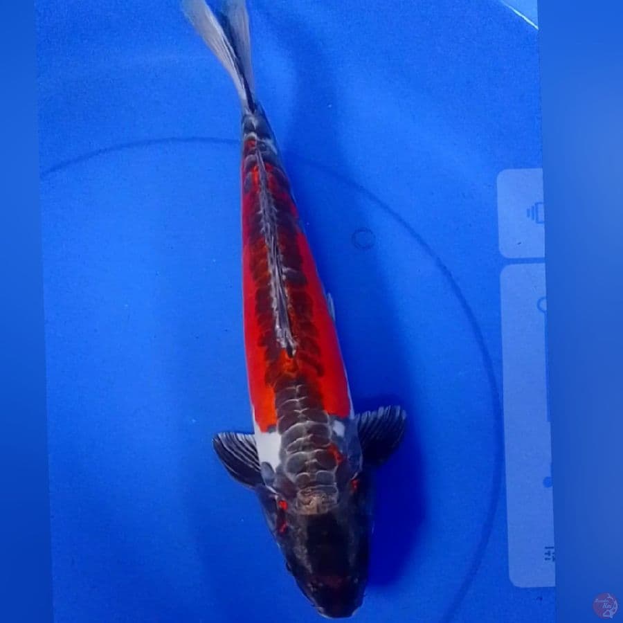 BENIKIKOKURYU 40CM