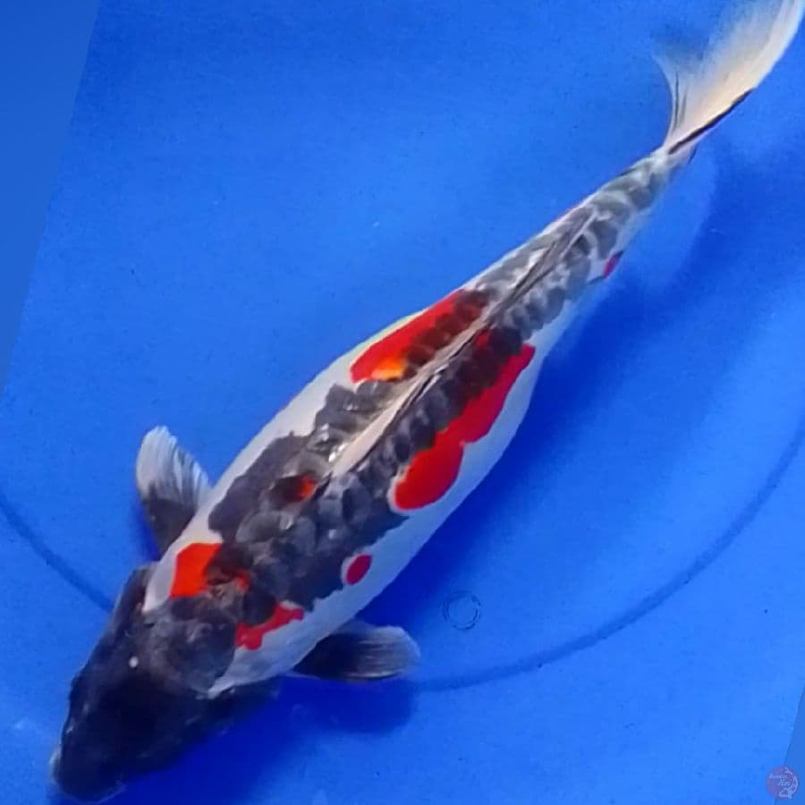 BENI KIKOKURYU 40CM