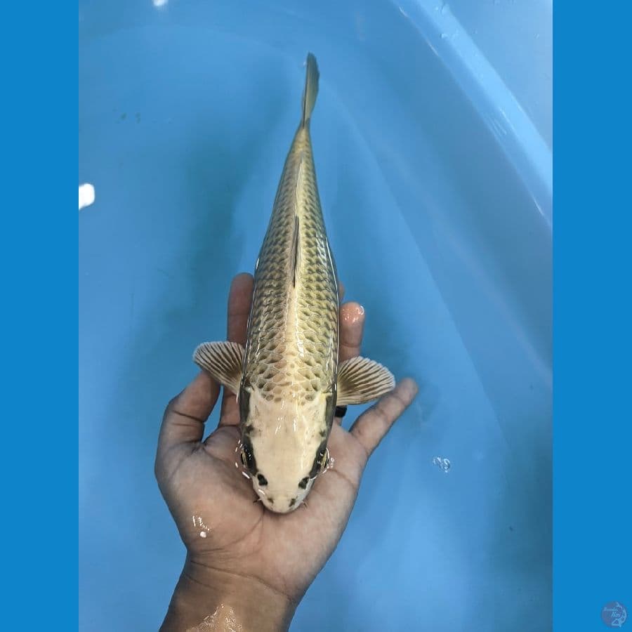 Mukasi 29cm female