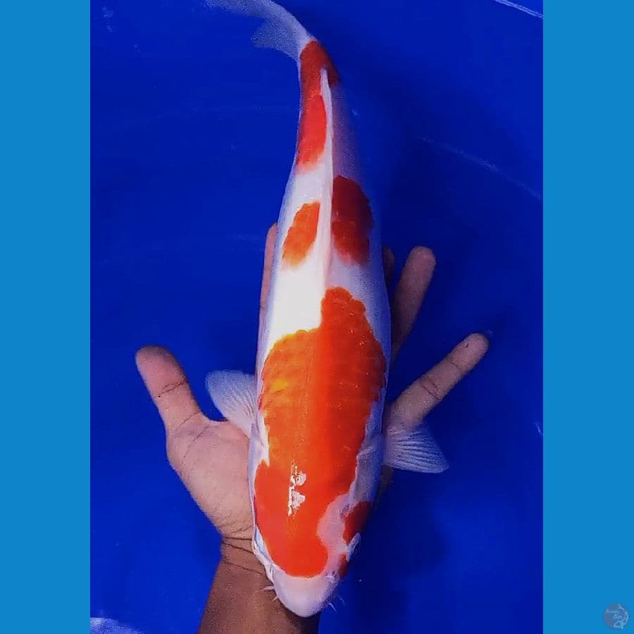 kohaku 37 cm