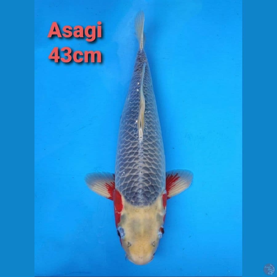 ASAGI 43CM