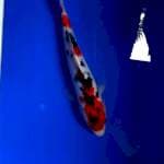 Kindai showa cakep 26cm
