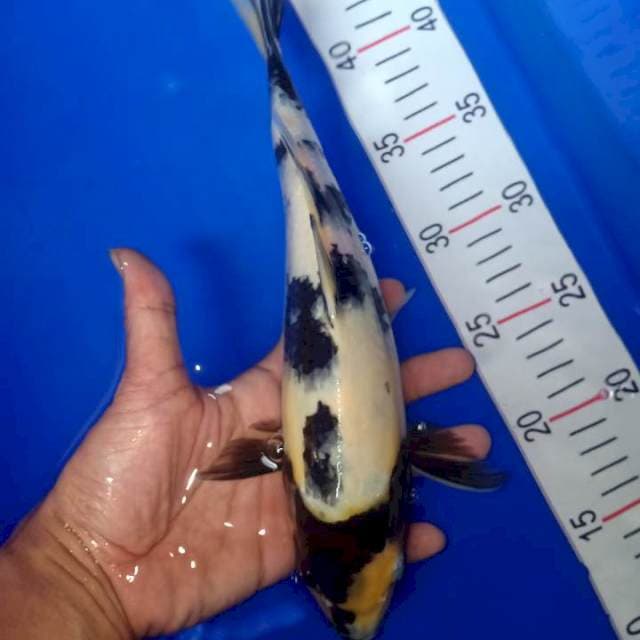 Shiro 31cm