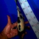 Shiro 31cm