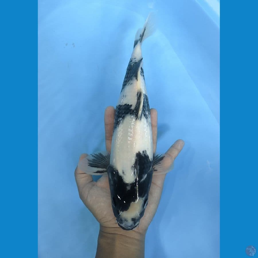 SQ Shiro 32cm