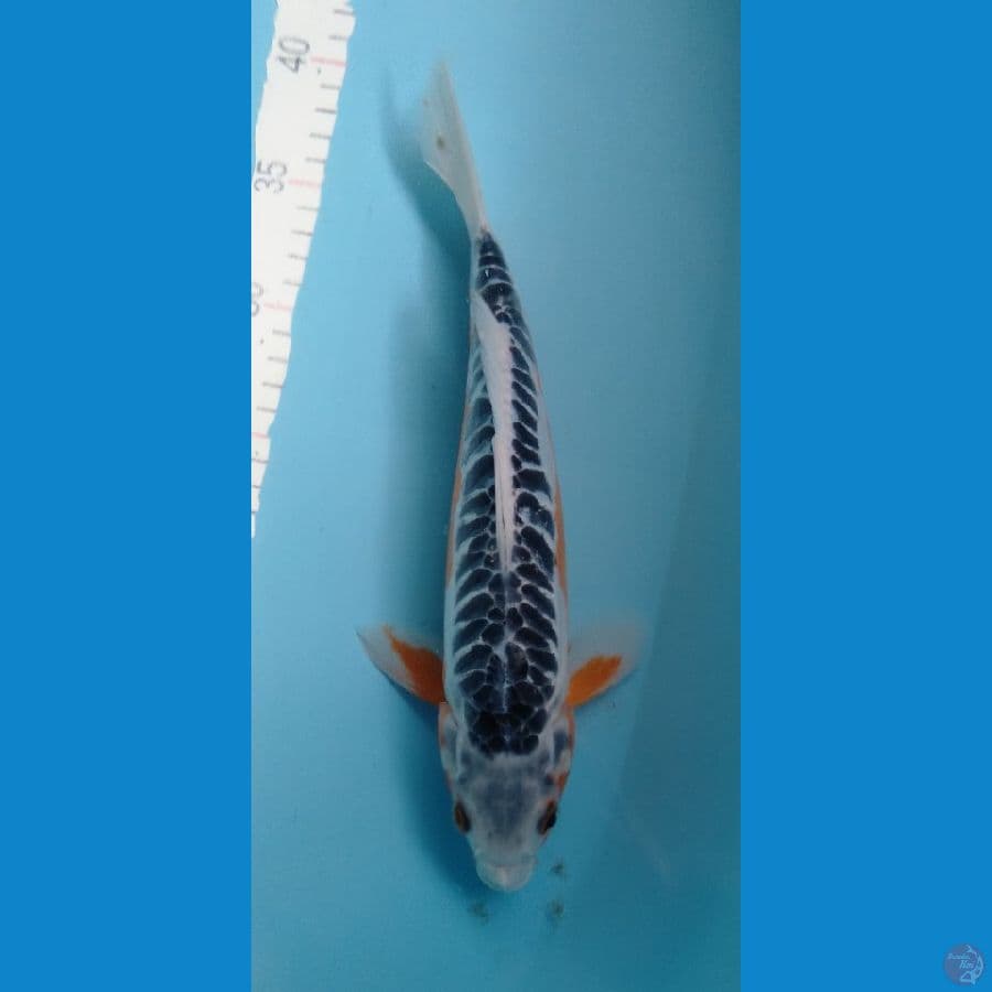 HANASHUSUI 31CM