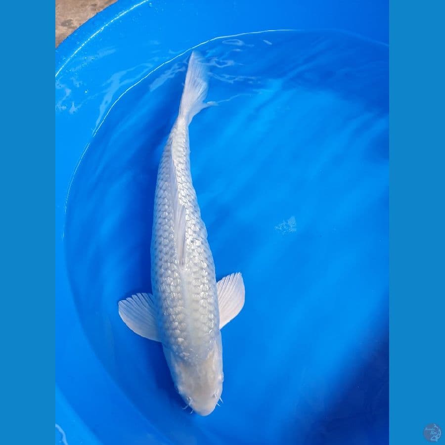 soragoi 42cm.