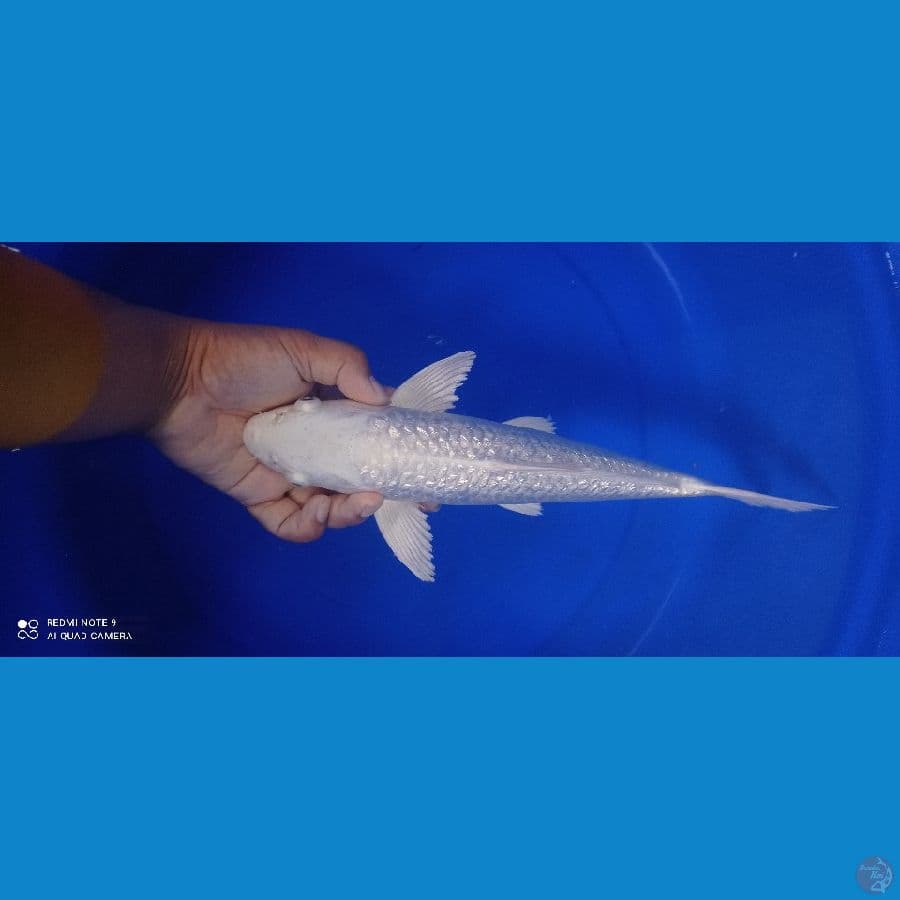 PLATINUM GINDRIN-35 CM