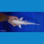 PLATINUM GINDRIN-35 CM