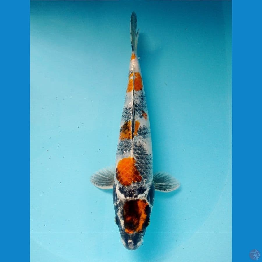 kin ki 32 cm